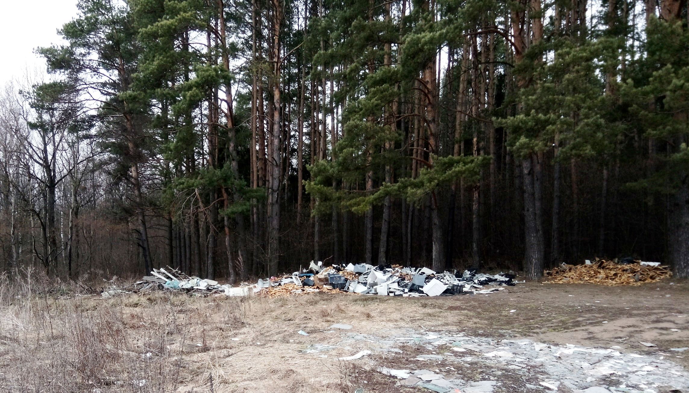 Калужский лес загрязняют мусором