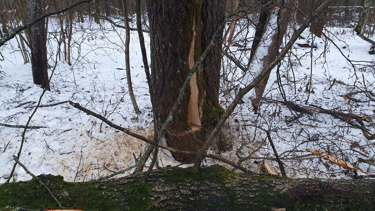 Калуга упало дерево погиб лесоруб Следственный комитет