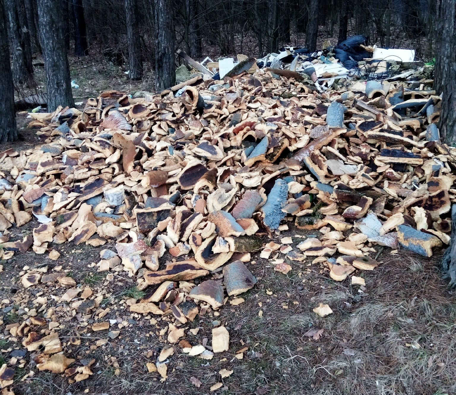 Калужский лес загрязняют мусором