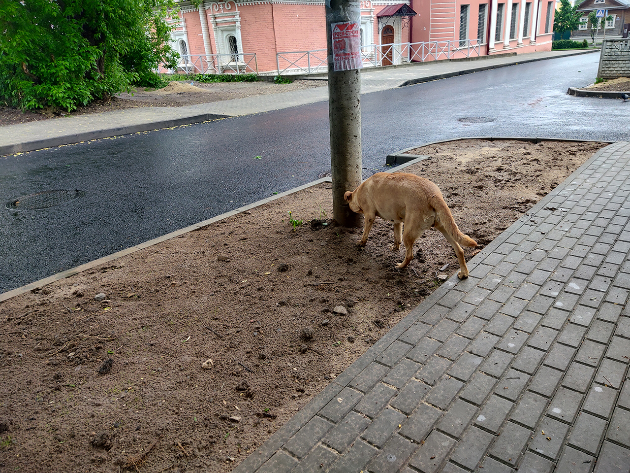 Бродячий террор: ситуация со стаями собак в Калуге ухудшается. Их уже  боятся даже профи - Статьи, аналитика, репортажи - Новости - Калужский  перекресток Калуга