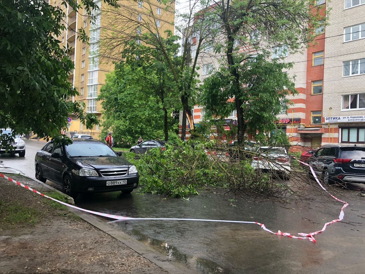 В Калуге дерево упало на припаркованный автомобиль на улице Тульской -  Происшествия - Новости - Калужский перекресток Калуга