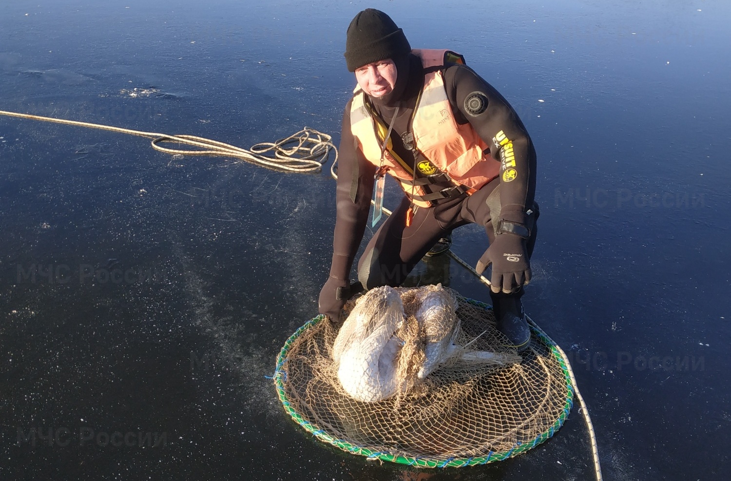 Лебедь на озере лед МЧС Людиново Калужская область