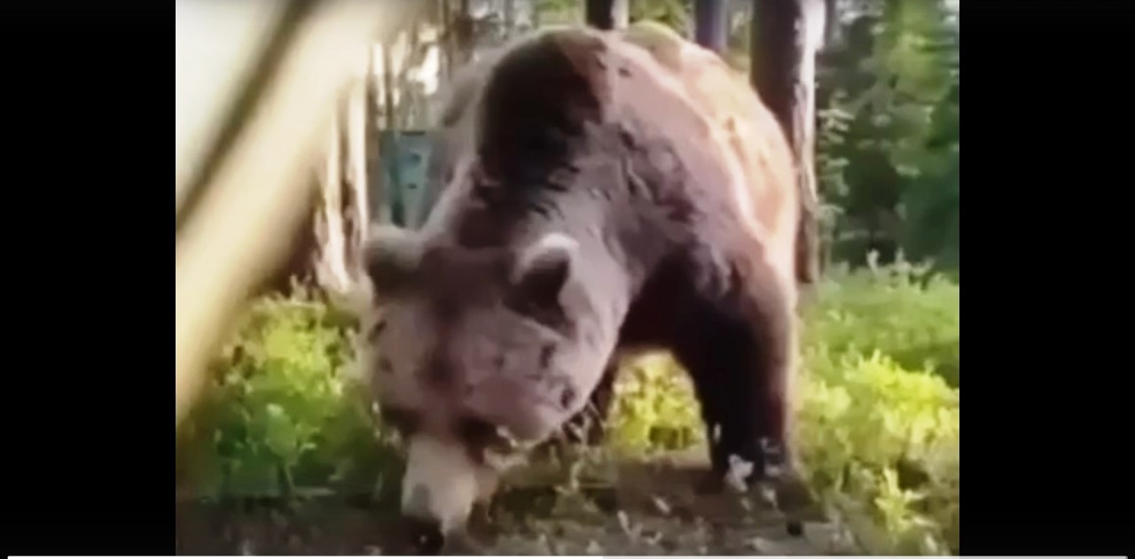 Медведь перекусил рядом с палаткой с мужчиной внутри. Видео | Грибник России