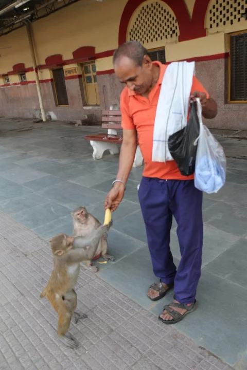 На улице можно встретить обезьян.
