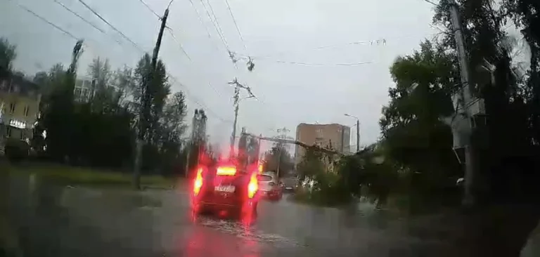 Упавшее на Жукова дерево