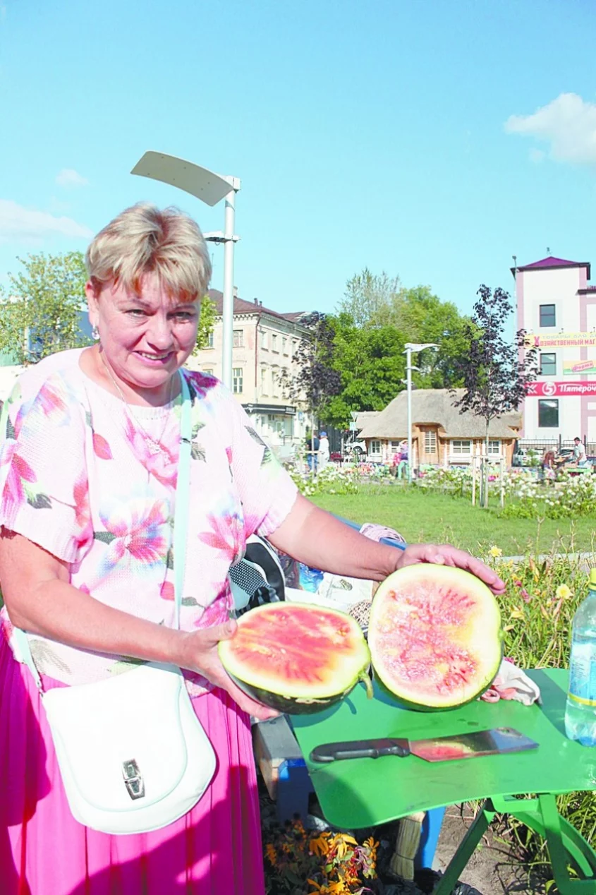 Арбуз с калужской пропиской - Статьи, аналитика, репортажи - Новости -  Калужский перекресток Калуга