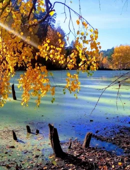 Золотая осень в Губернском парке.