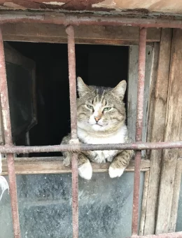 Котик на улице Достоевского